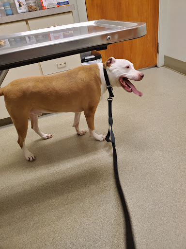 Bethel Animal Hospital image