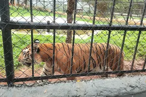 Royal Bengal Tiger image