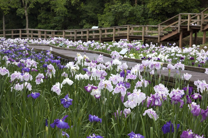 西の久保公園