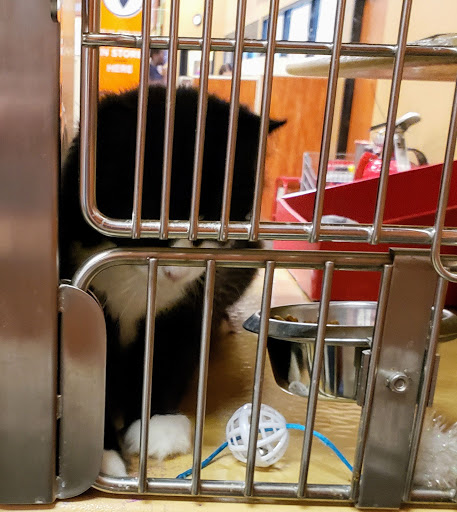 Pet Supply Store «PetSmart», reviews and photos, 321 Town Center Loop, Waynesville, NC 28786, USA