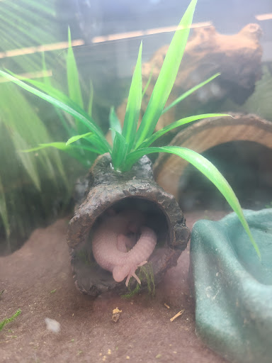 Pet Store «PetSmart», reviews and photos, 14903 4th Ave SW Ste 200, Burien, WA 98166, USA