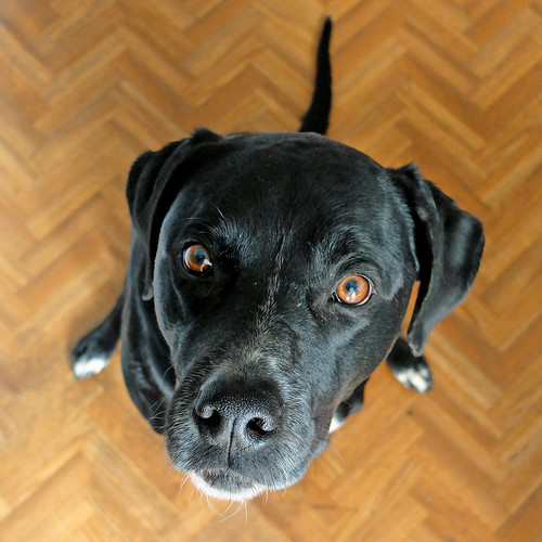 Dog Park «Mt. Airy Dog Park», reviews and photos, 3006 Westwood Northern Blvd, Cincinnati, OH 45211, USA