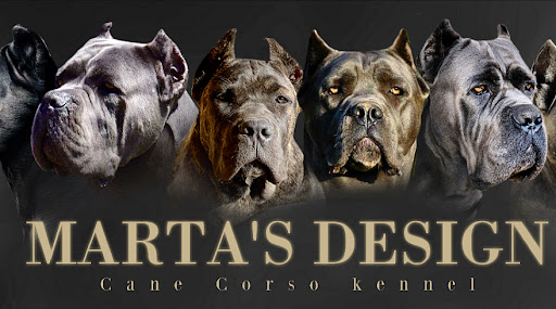 Cane Corso Marta's Design - Cane Corso Criadero