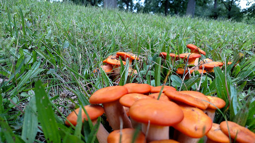 Nature Preserve «Lakewood Forest Preserve», reviews and photos, 27277 N Forest Preserve Rd, Wauconda, IL 60084, USA