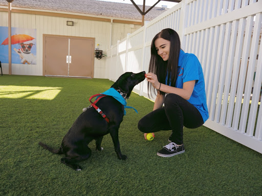 St. Marks Dog Resort image