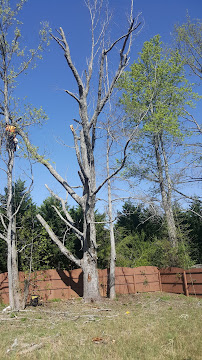 DNT Tree and Landscaping LLC - Photo 8 - Car repair in Huntsville, AL, Huntsville