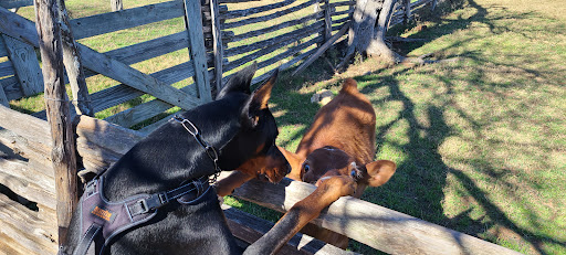 State Park «Lyndon B. Johnson State Park & Historic Site», reviews and photos, 199 Park Road 52, Stonewall, TX 78671, USA