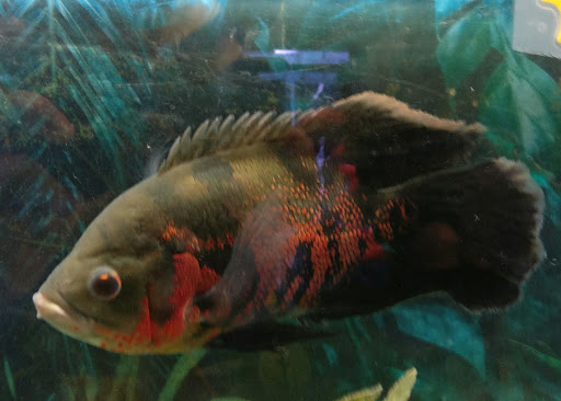 Pet Store «Petland Discounts - Union City», reviews and photos, 3147 John F. Kennedy Blvd, North Bergen, NJ 07047, USA