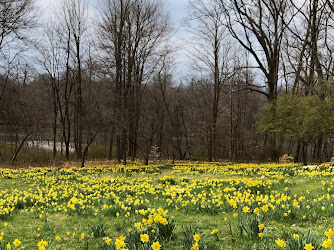 Daffodil Meadow