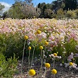 The Australian Botanic Garden