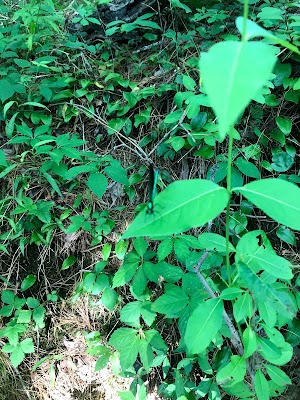 Mashpee River Woodlands - photo 19