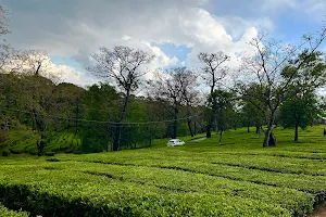 Tea garden dharmshala image