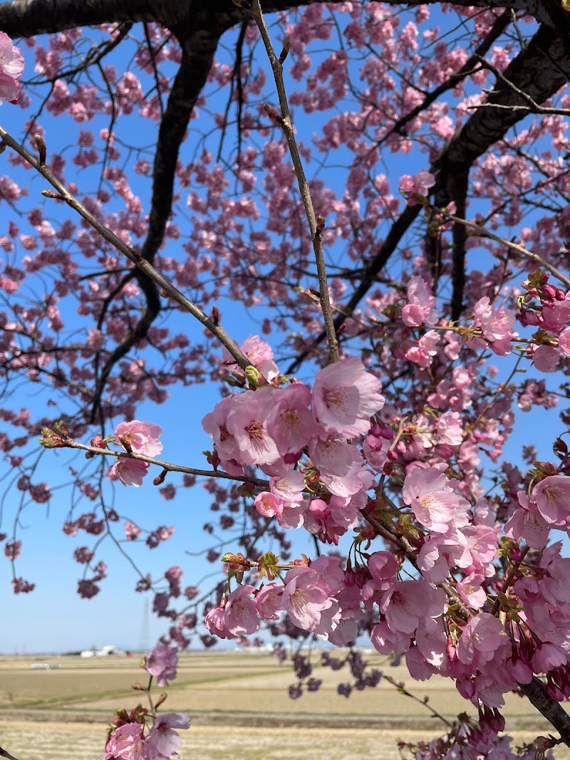 マイロード 桜の舞うみち