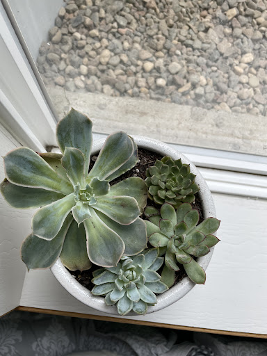 Florist «Monet Flowers & Gifts», reviews and photos, 509 Main St, La Crosse, WI 54601, USA