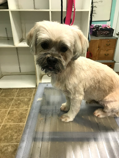 Pet Store «Pet Pizazz», reviews and photos, 1706 Mill Pond Rd, Conway, SC 29527, USA