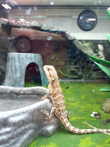 Pet Supply Store «PetSmart», reviews and photos, 4654 Milestone Ln, Castle Rock, CO 80104, USA