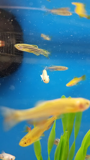 Pet Supply Store «Petco Animal Supplies», reviews and photos, 92 Cluff Crossing Rd, Salem, NH 03079, USA