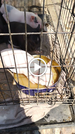 Animal Feed Store «Whittier Feed Store», reviews and photos, 12618 Penn St, Whittier, CA 90602, USA