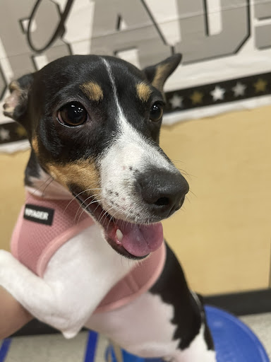 Pet Supply Store «PetSmart», reviews and photos, 16514 SW 88th St, Kendall, FL 33196, USA