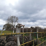 Photo n°31 de l'avis de Rosi.o fait le 13/04/2023 à 15:20 sur le  Hofladen Straussenfarm Ostseeblick à Hohenfelde