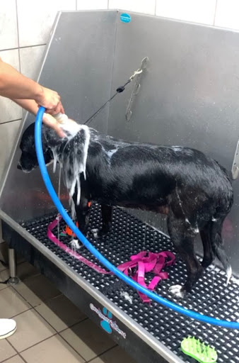 Pet Supply Store «Pet Supplies Plus», reviews and photos, 6199 GA-92 Suite 160, Acworth, GA 30102, USA