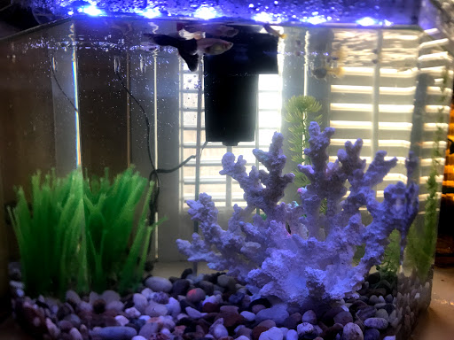 Pet Supply Store «PetSmart», reviews and photos, 7616 Denton Hwy #532, Watauga, TX 76148, USA