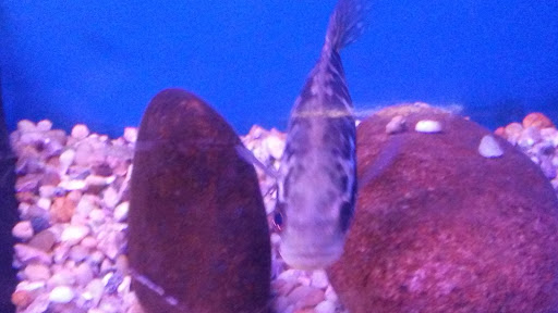 Aquarium «Crystal Reef Aquariums», reviews and photos, 311 Pass Rd, Gulfport, MS 39507, USA