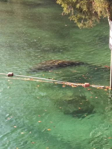 Thrift Store «Crystal River Super Thrift Store», reviews and photos, 820 S Suncoast Blvd, Homosassa, FL 34448, USA