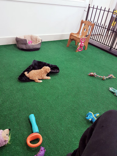 Pet Store «AA Ridgewood Kennels II», reviews and photos, 5401 Lincoln Hwy, Gap, PA 17527, USA