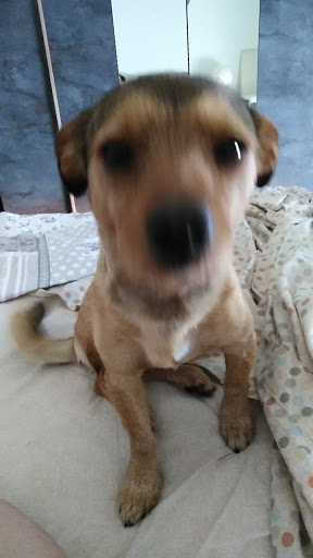 Pensioni per cani e dog hotel a Il Rifugio Di Concetta Catania