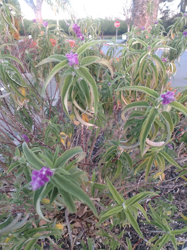Department Store «Walmart Supercenter», reviews and photos, 470 Airport Rd, Willows, CA 95988, USA