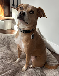 Dog Days NJ LLC - Photo 6 - Car repair in Hazlet, NJ, Staten Island
