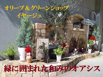 オリーブ＆グリーンショップ イヤージュ
