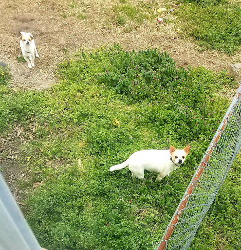 Park «Butler Springs Park», reviews and photos, 301 Butler Springs Rd, Greenville, SC 29615, USA