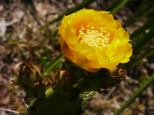 County Government Office «Brevard County Enchanted Forest Sanctuary», reviews and photos, 444 Columbia Blvd, Titusville, FL 32780, USA