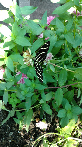 Tourist Attraction «Peck Butterfly House», reviews and photos, 4038 Kaneville Rd, Geneva, IL 60134, USA