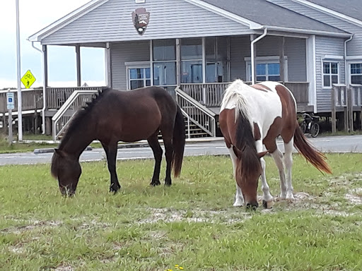 National Park «Assateague Island National Seashore», reviews and photos, 7206 National Seashore Ln, Berlin, MD 21811, USA