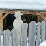 Photo n°8 de l'avis de Alessandro.a fait le 06/01/2020 à 10:58 sur le  Scotoni Hütte à San Ciascian