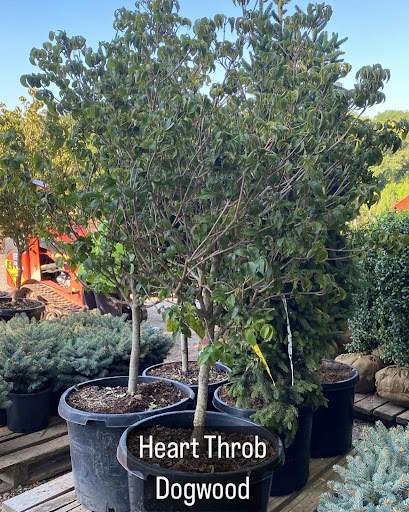 Landscaping Supply Store «Kirkwood Gardens», reviews and photos, 2701 Barrett Station Rd, Ballwin, MO 63021, USA