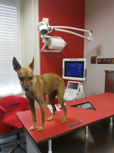 Pensioni per cani e dog hotel a Veterinary Hospital Baioni