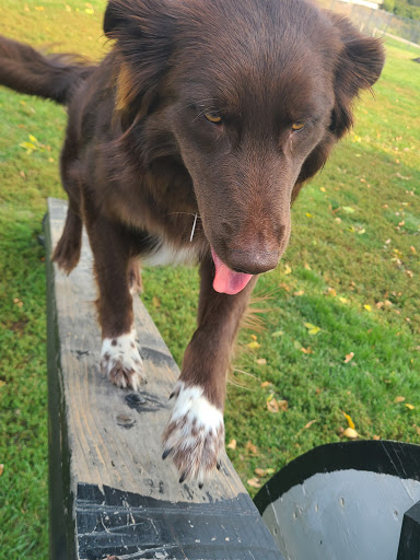 Dog Park «Dog Park», reviews and photos, 851 17th Ave SW, Altoona, IA 50009, USA