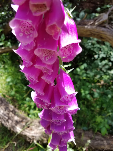 Disc Golf Course «Golden Gate Park Disc Golf Course», reviews and photos, 99 Marx Meadow Dr, San Francisco, CA 94121, USA