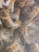Miellerie de BeeOsphère Vélizy-Villacoublay
