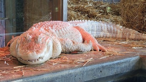 Zoo «Reptile Zoo», reviews and photos, 22715 US-2, Monroe, WA 98272, USA