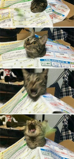 Sporting Goods Store «Santa Rosa Ski and Sports», reviews and photos, 2875 Santa Rosa Ave B2, Santa Rosa, CA 95407, USA