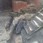 Photo n°1 de l'avis de Michal.o fait le 04/08/2023 à 12:25 sur le  Parco Zoo Falconara Srl à Falconara Marittima