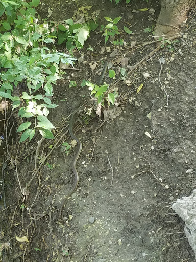 Park «J. C. Grant Neighborhood Park», reviews and photos, 8220 Wade Blvd, Frisco, TX 75034, USA