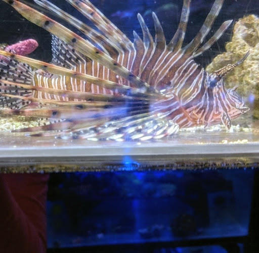 Tropical Fish Store «Aquatic Zoo Tropical Fish», reviews and photos, 2655 Thousand Oaks Blvd, Thousand Oaks, CA 91362, USA