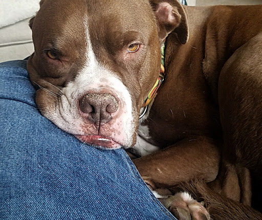 Allied Emergency Veterinary Service image