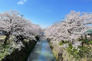 岸渡川堤の桜 image